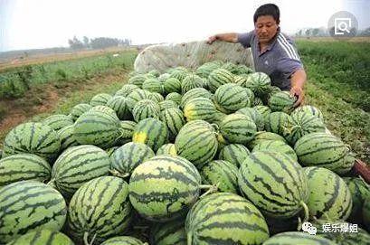 吃瓜的娱乐号是什么,吃瓜群众热议的娱乐号背后的故事